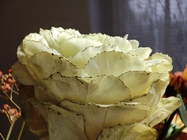 Xiaomi 11 Lite 5G NE