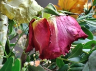 Xiaomi 11 Lite 5G NE