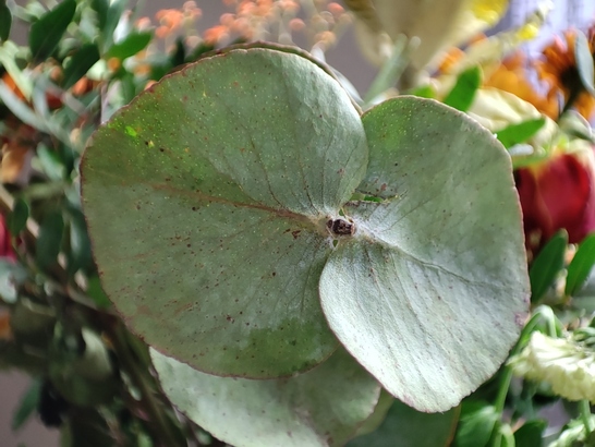 Xiaomi 11 Lite 5G NE