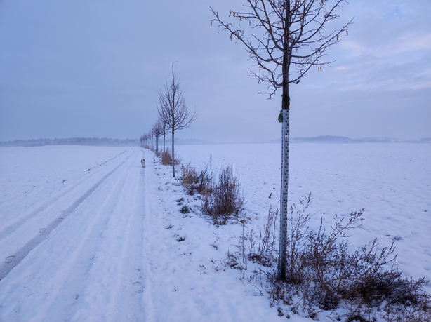 Xiaomi 11 Lite 5G NE