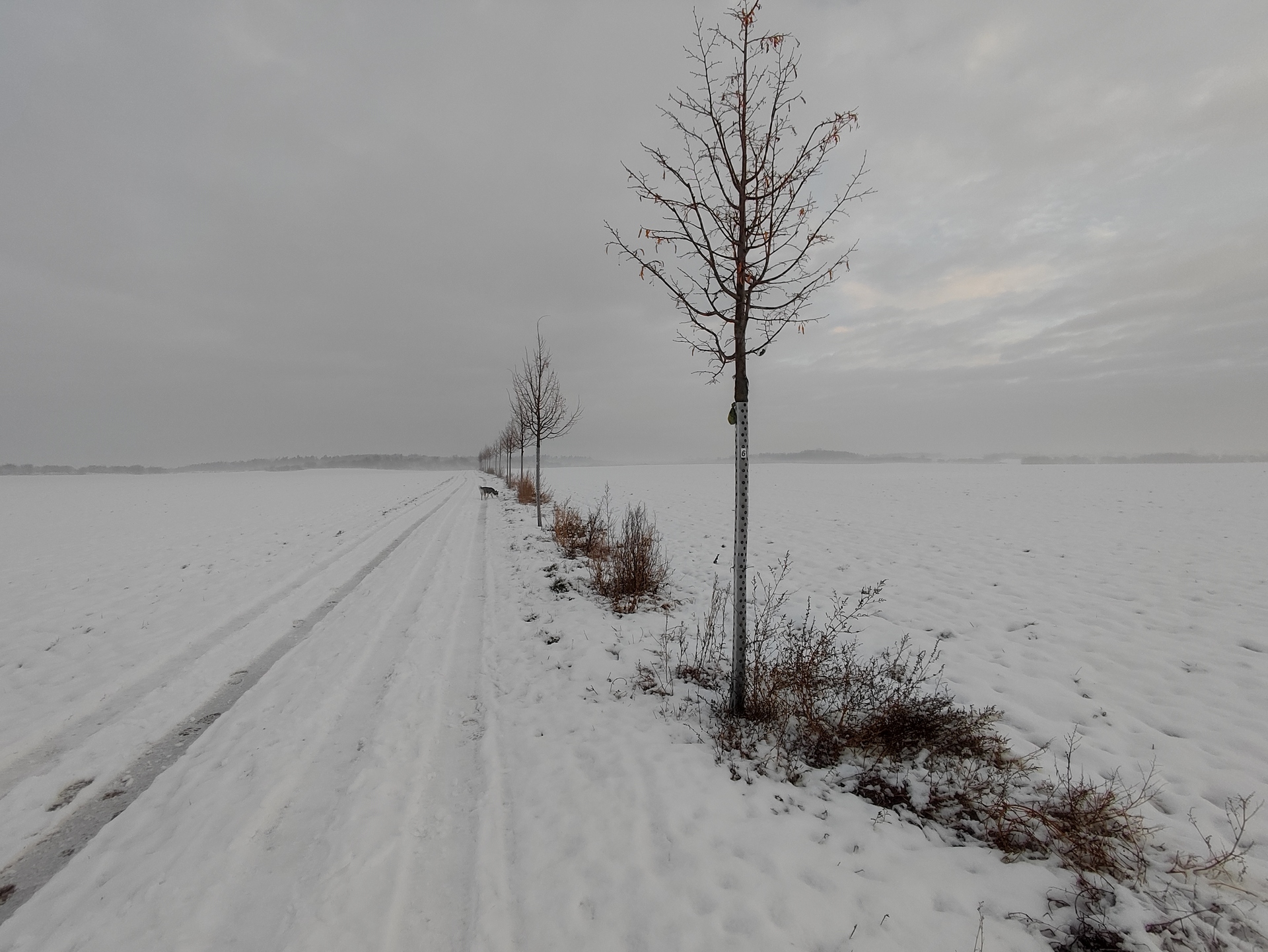 Xiaomi 11 Lite 5G NE