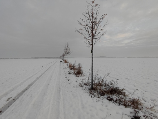 Xiaomi 11 Lite 5G NE