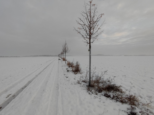 Xiaomi 11 Lite 5G NE