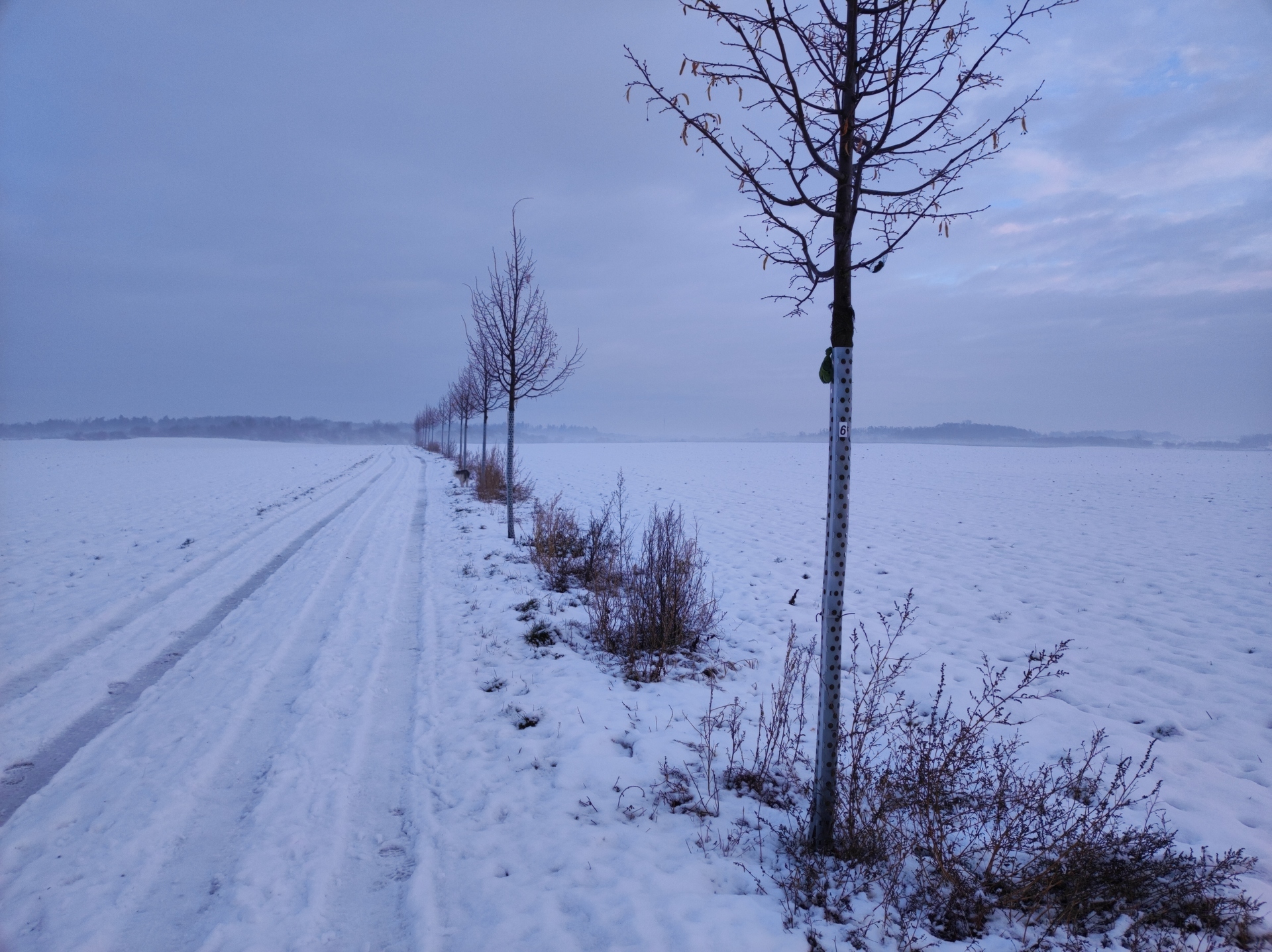 Xiaomi 11 Lite 5G NE