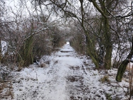 Xiaomi 11 Lite 5G NE