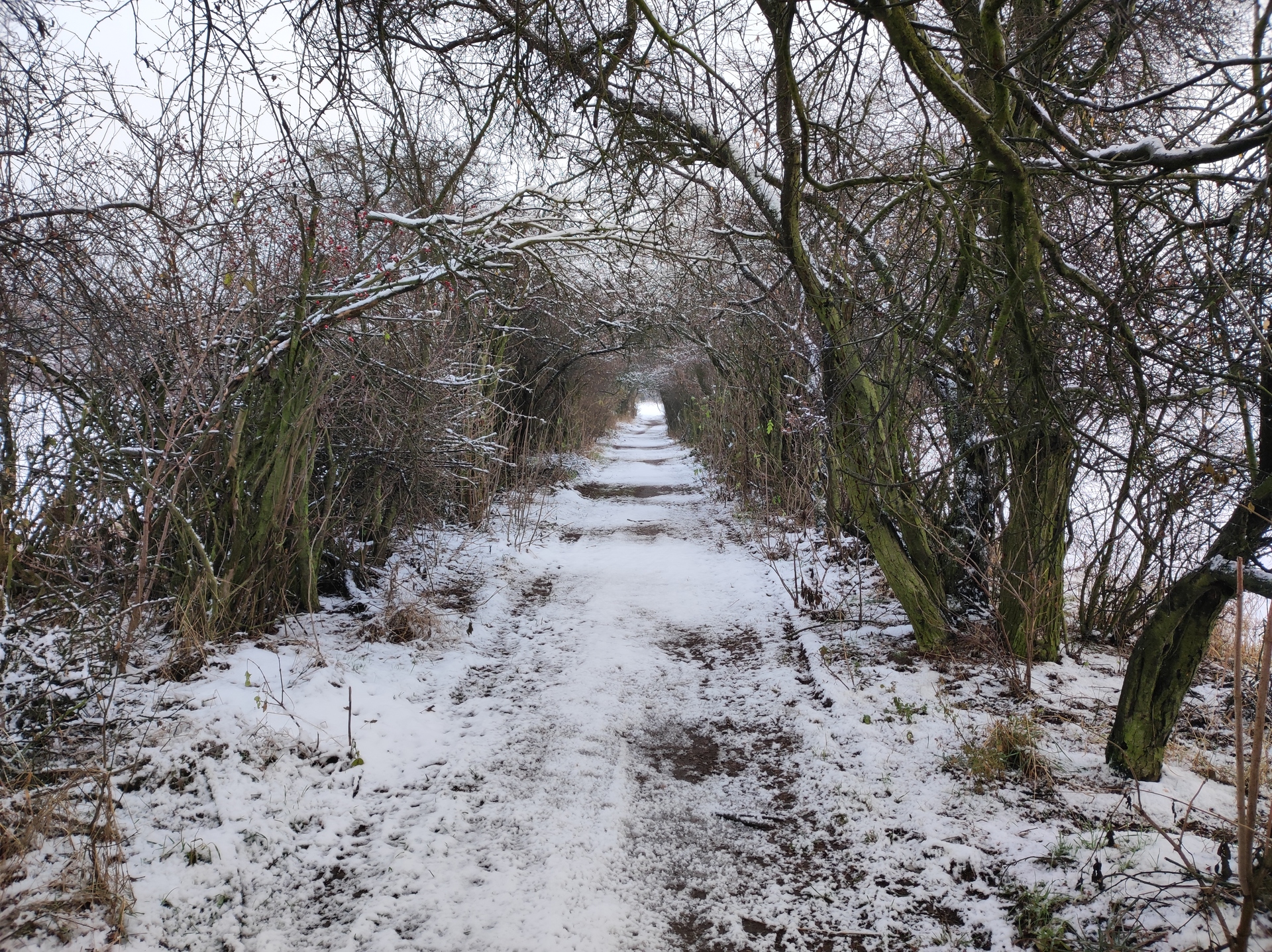 Xiaomi 11 Lite 5G NE