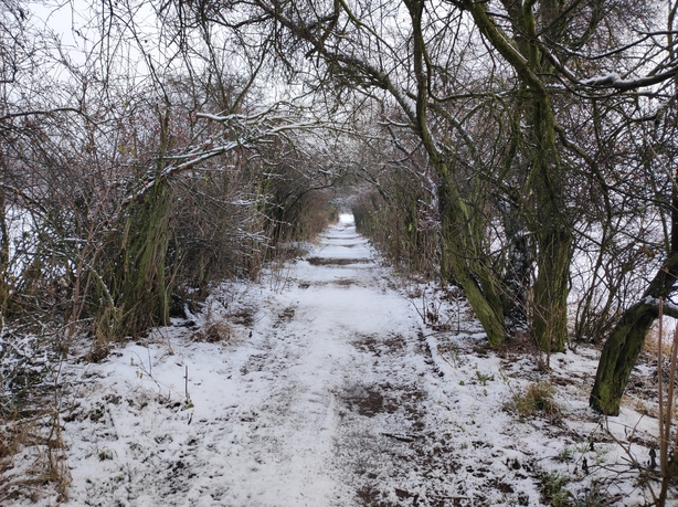 Xiaomi 11 Lite 5G NE