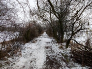 Xiaomi 11 Lite 5G NE