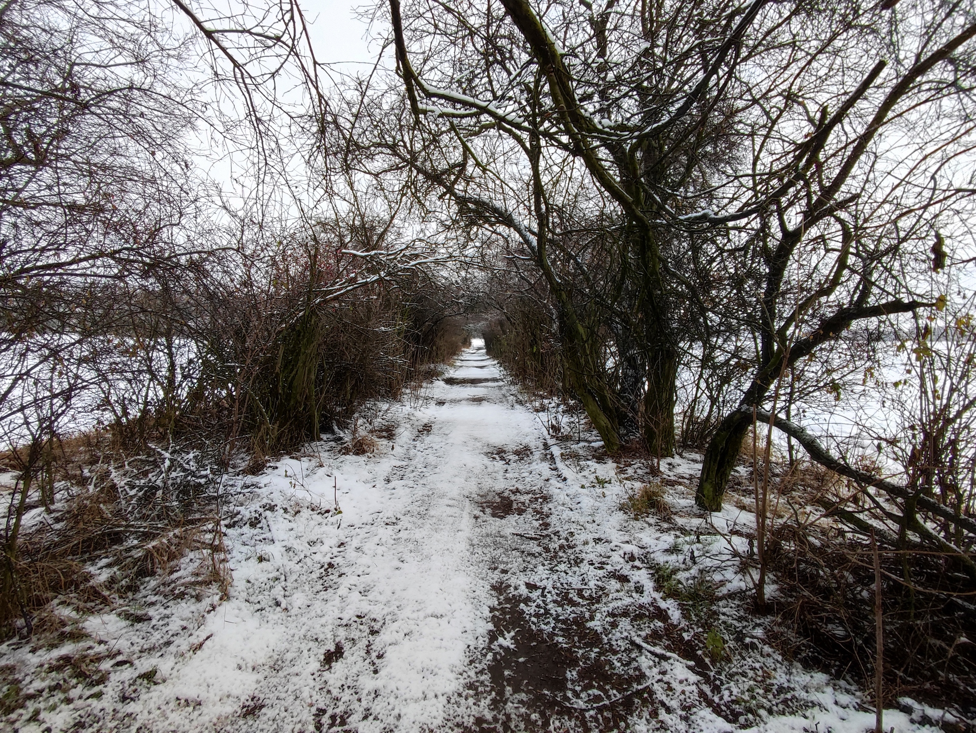 Xiaomi 11 Lite 5G NE