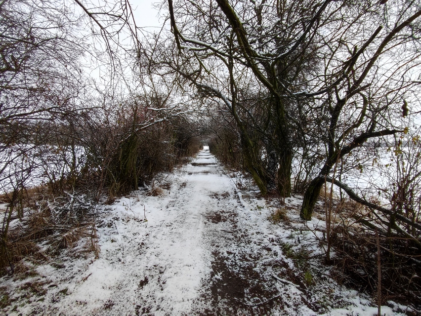 Xiaomi 11 Lite 5G NE