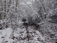 Xiaomi 11 Lite 5G NE