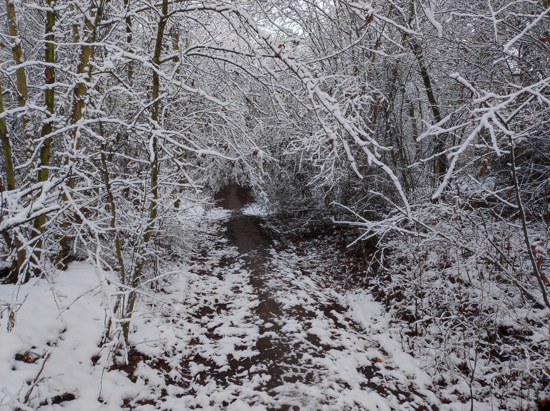 Xiaomi 11 Lite 5G NE