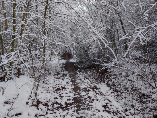 Xiaomi 11 Lite 5G NE