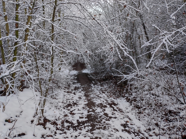 Xiaomi 11 Lite 5G NE