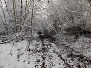 Xiaomi 11 Lite 5G NE