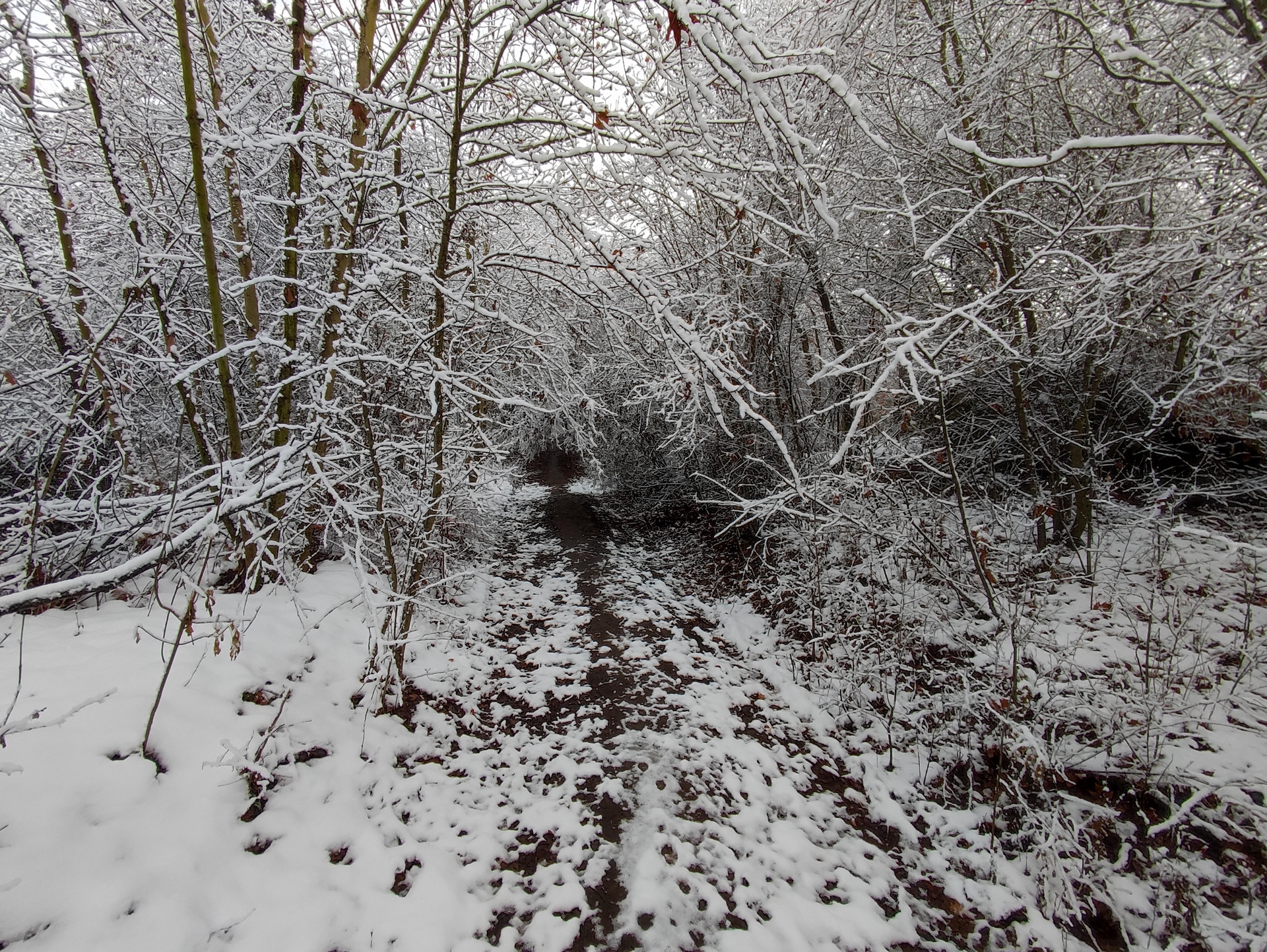 Xiaomi 11 Lite 5G NE