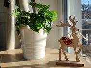 Xiaomi 11 Lite 5G NE