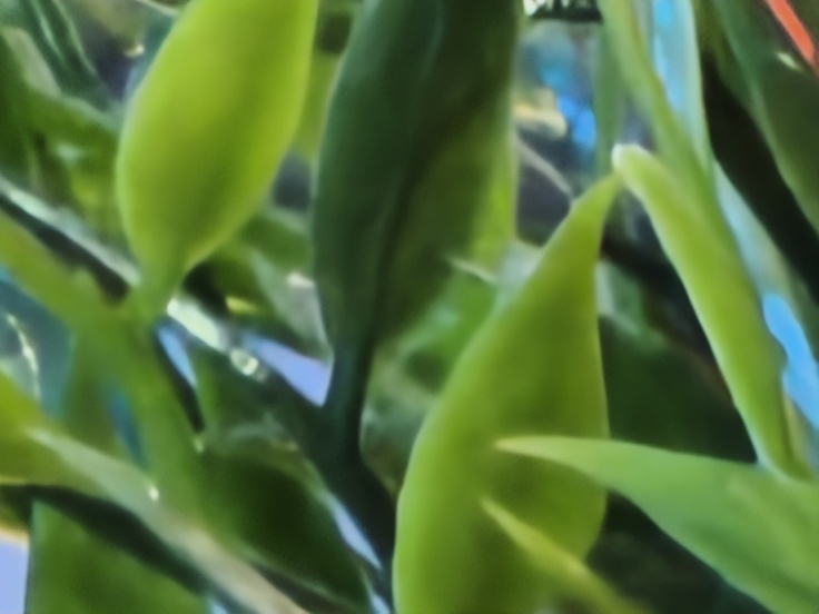 Xiaomi 17T Pro