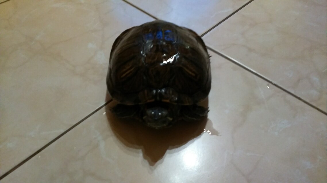 Xiaomi Mi4 s Windows 10 Mobile