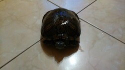 Xiaomi Mi4 s Windows 10 Mobile