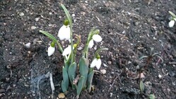 Xiaomi Mi4 s Windows 10 Mobile