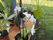 Xiaomi Pad 6S Pro 12.4