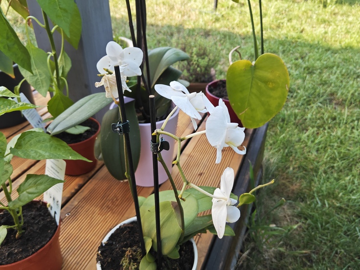 Xiaomi Pad 6S Pro 12.4