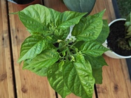 Xiaomi Pad 6S Pro 12.4