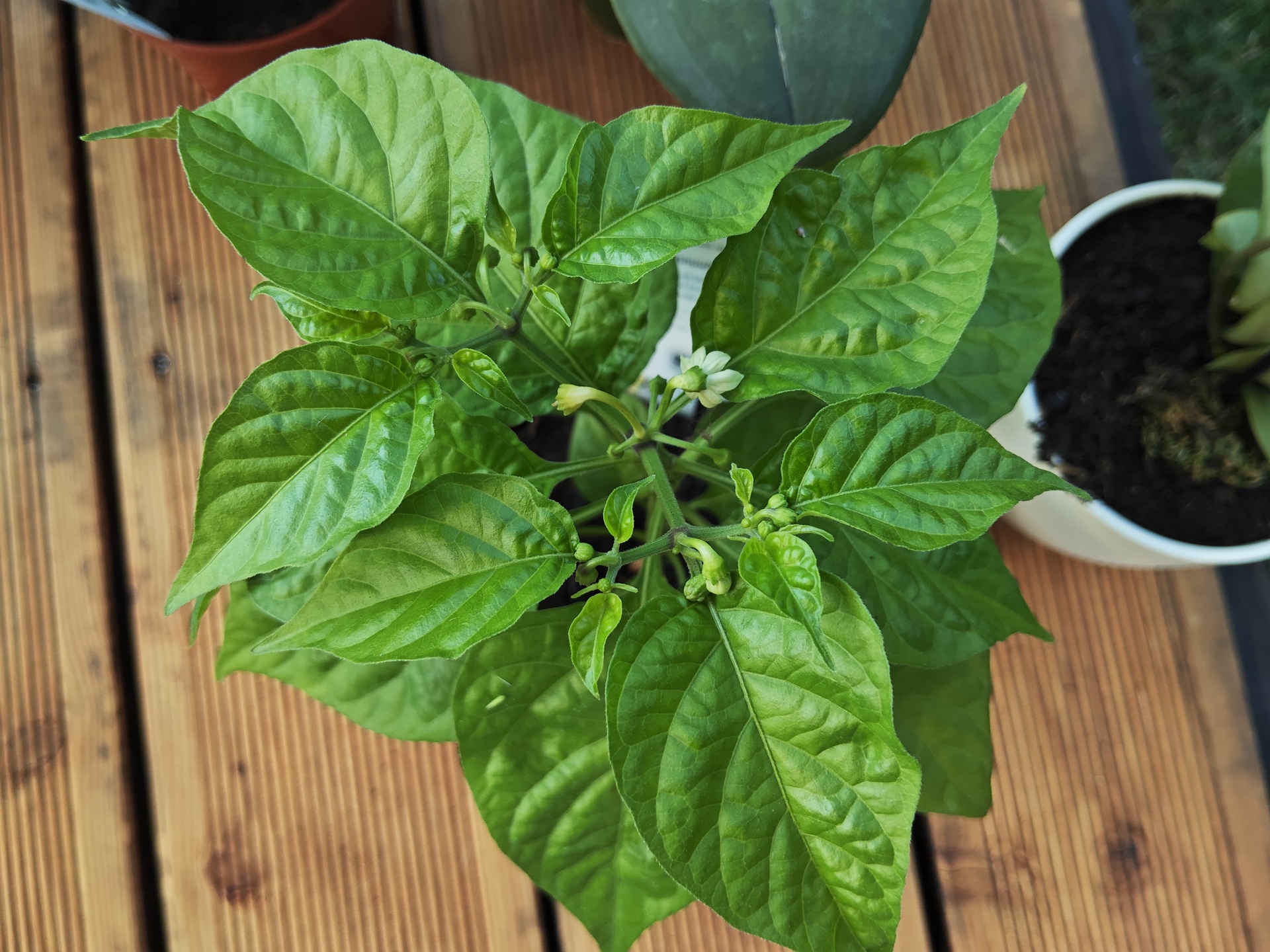 Xiaomi Pad 6S Pro 12.4