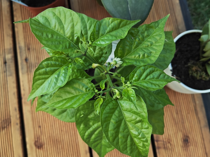 Xiaomi Pad 6S Pro 12.4