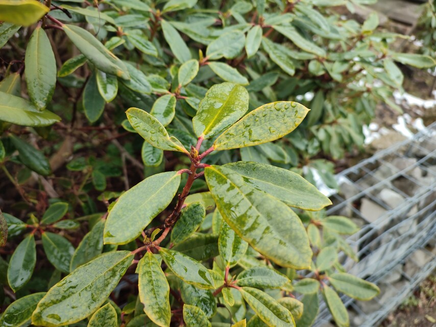 Xiaomi Redmi Note 10 Pro