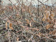 Xiaomi Redmi Note 10 Pro