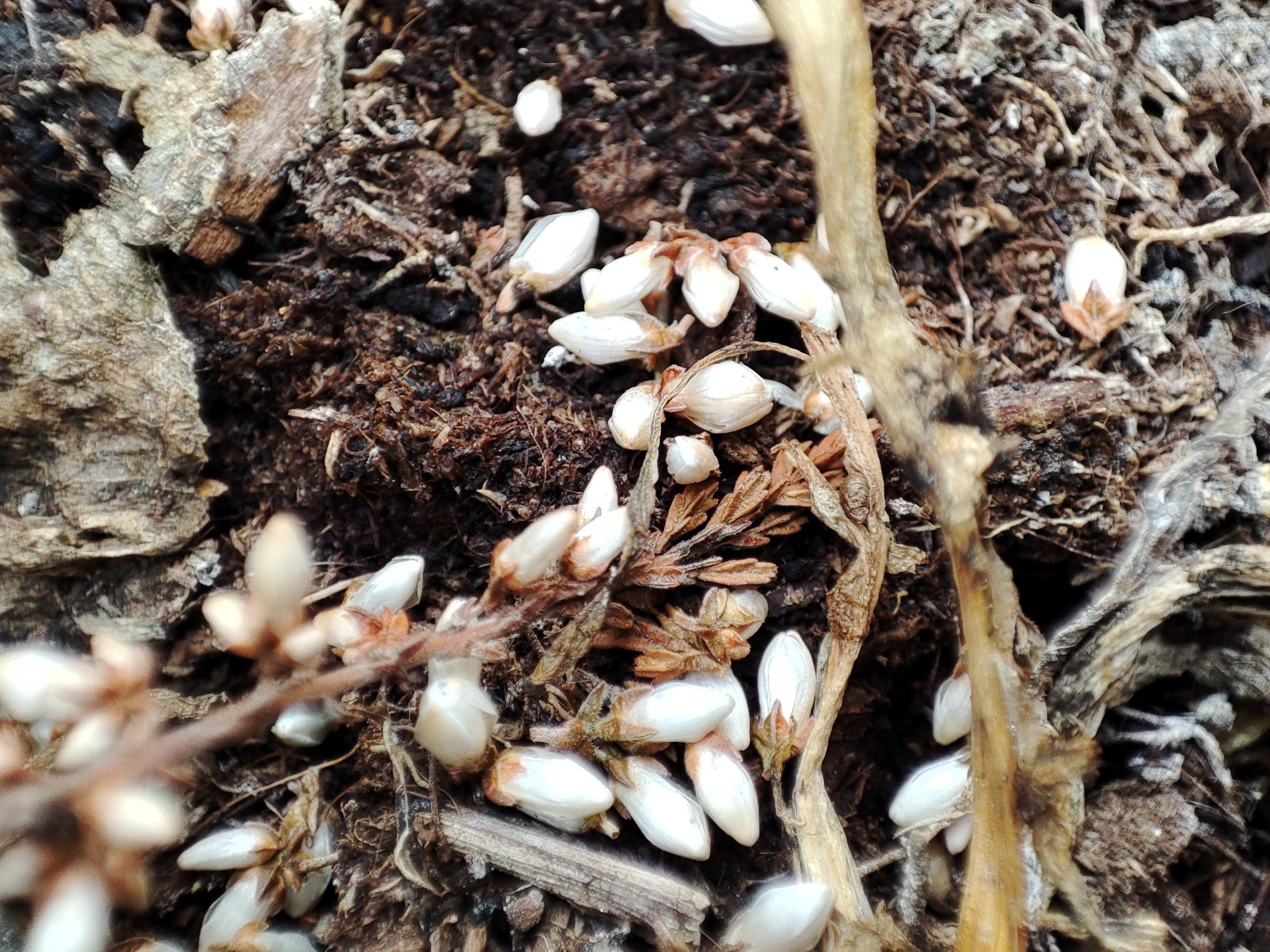 Xiaomi Redmi Note 10 Pro