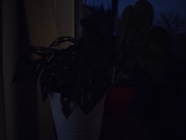 Xiaomi Redmi Note 11