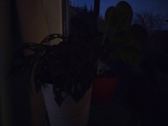 Xiaomi Redmi Note 11