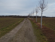 Xiaomi Redmi Note 11