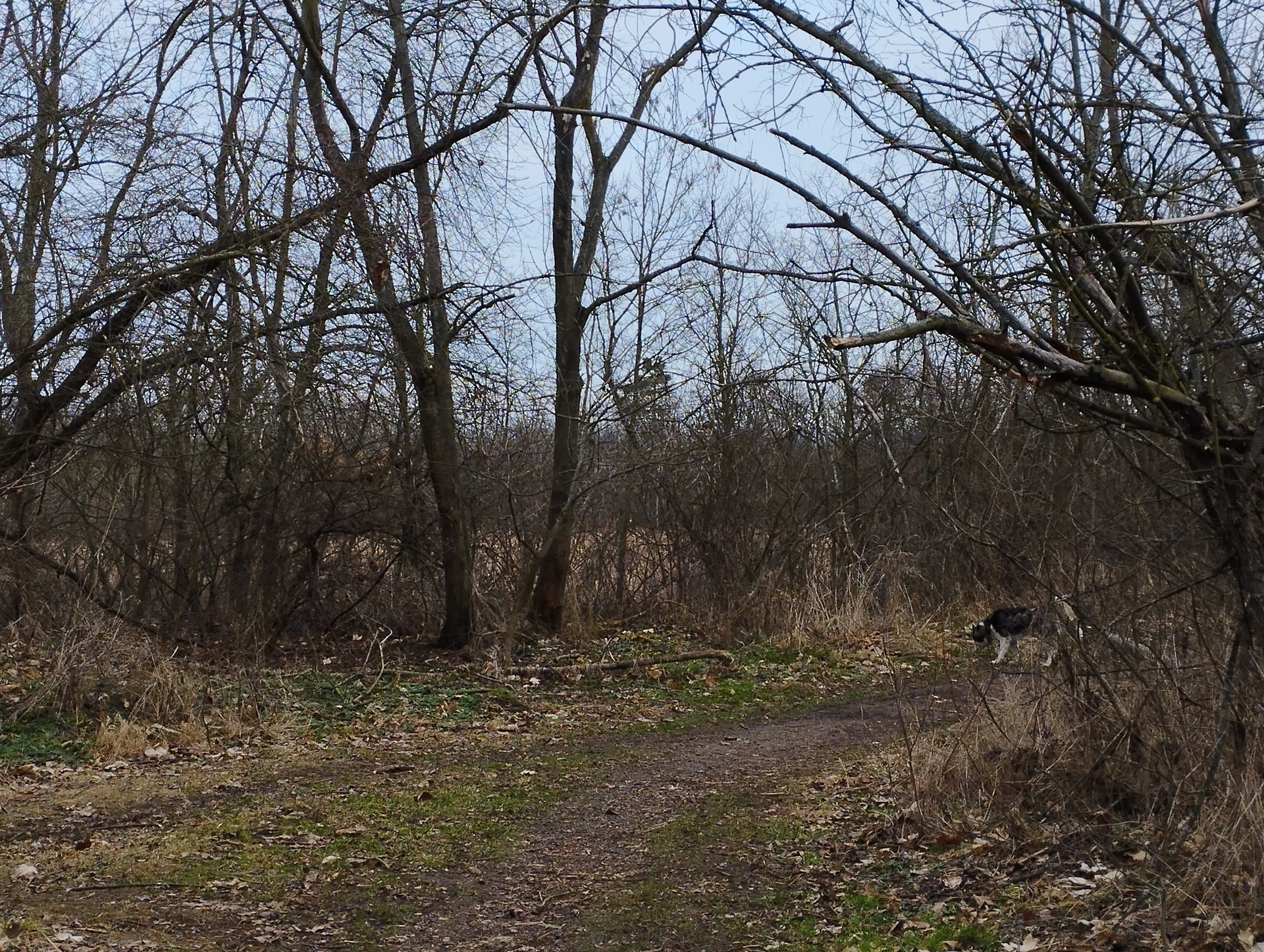 Xiaomi Redmi Note 11