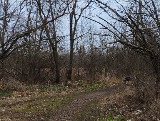 Xiaomi Redmi Note 11