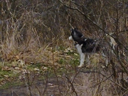 Xiaomi Redmi Note 11