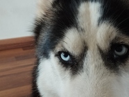 Xiaomi Redmi Note 11