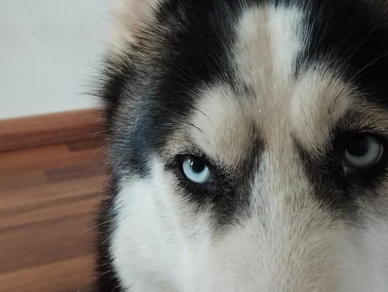 Xiaomi Redmi Note 11