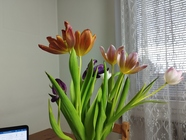 Xiaomi Redmi Note 11