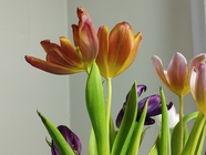 Xiaomi Redmi Note 11