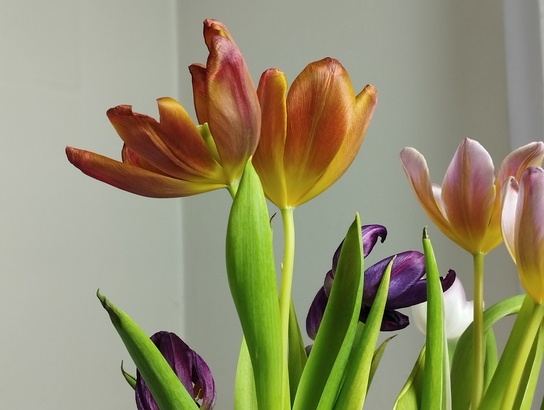 Xiaomi Redmi Note 11