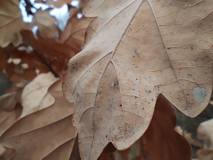 Xiaomi Redmi Note 11