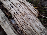 Xiaomi Redmi Note 11