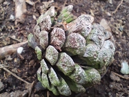 Xiaomi Redmi Note 11