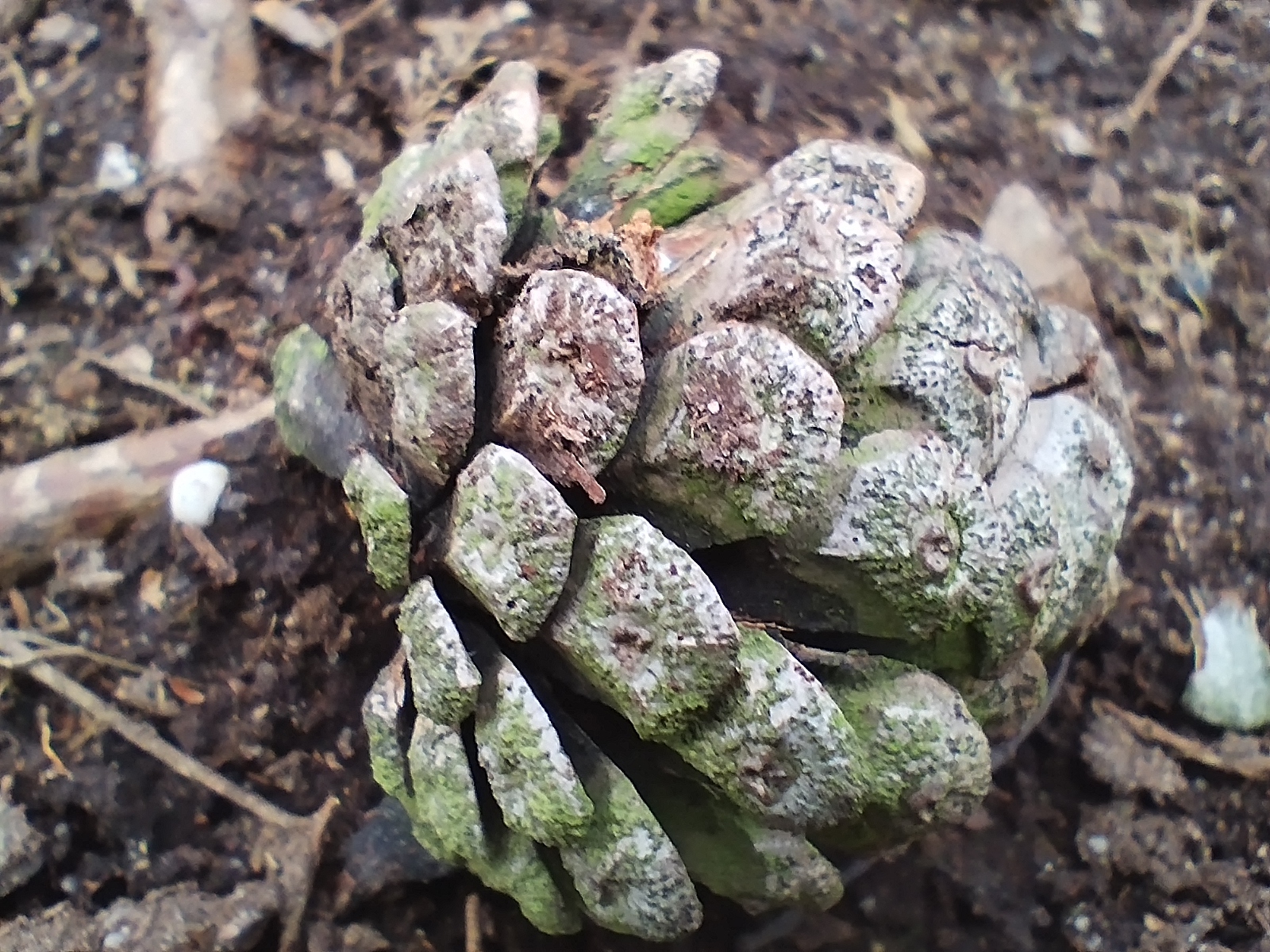 Xiaomi Redmi Note 11