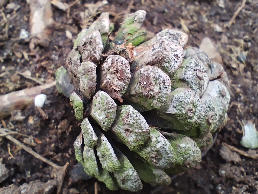 Xiaomi Redmi Note 11