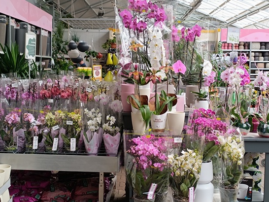 Xiaomi Redmi Note 12 Pro+